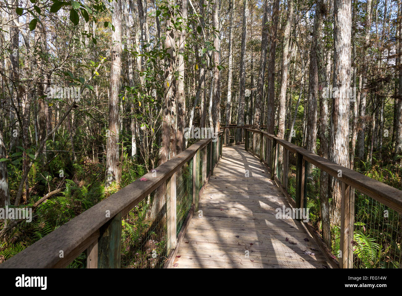 Boardwalk into a Cypress Dome Vegetation Community, Southern Florida. Stock Photo