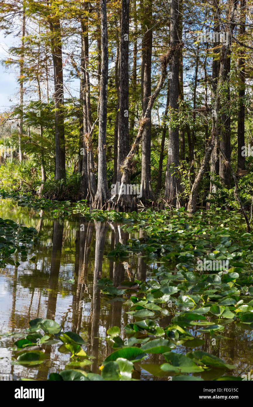 Wetlands vegetation, Southern Florida. Stock Photo