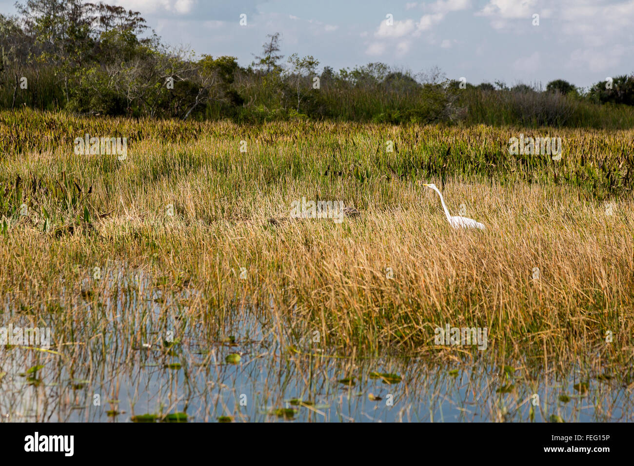 Heron Wading in southern Florida Wetlands. Stock Photo