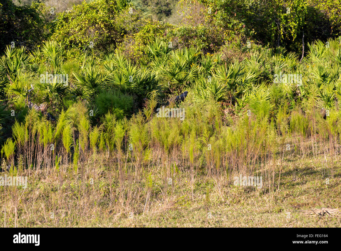 Dog Fennel (Eupatorium Capillifolium) in Foreground, southern Florida. Stock Photo