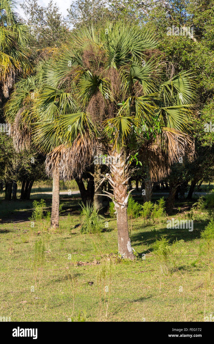 Sabal Palmetto, Sabal Palm, Cabbage Palm, Southern Florida. Stock Photo