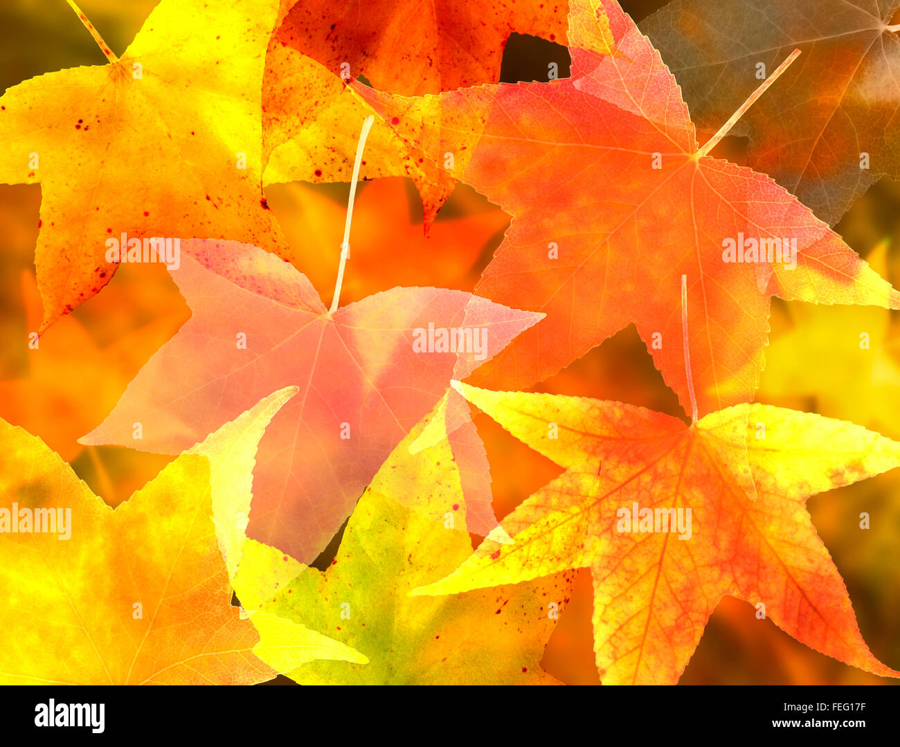 Illustration autumn leaves hi-res stock photography and images - Alamy