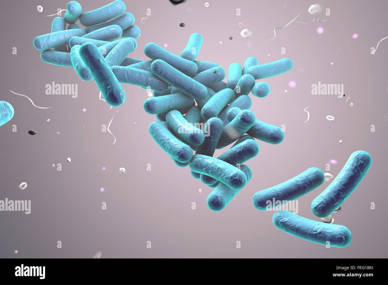 Illustration of rod-shaped bacteria. Rod-shaped bacteria include Escherichia coli, Salmonella, Shigella, Legionella, Stock Photo