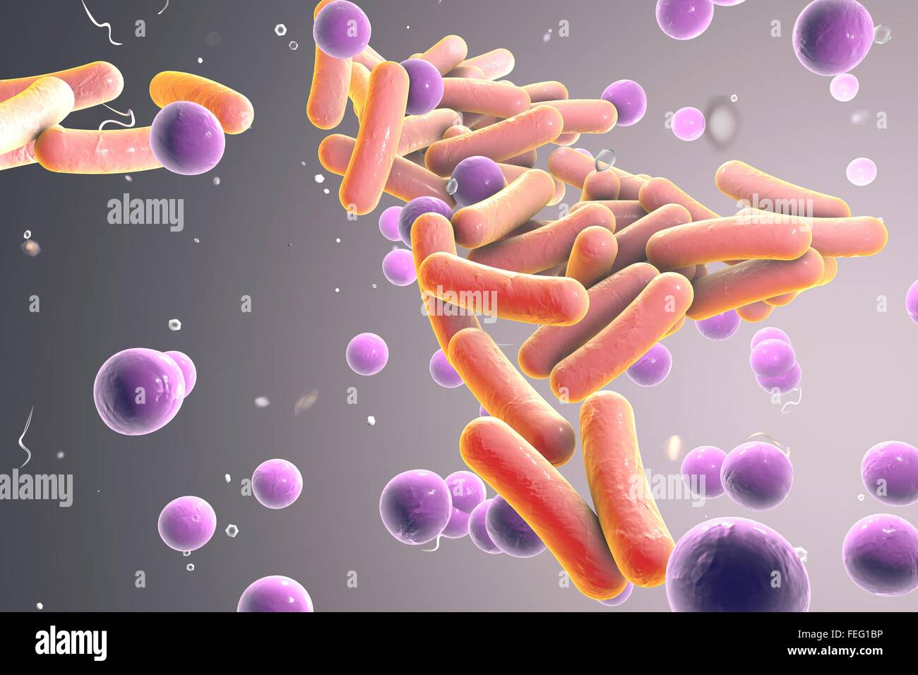 Illustration of rod-shaped and spherical (cocci) bacteria. Rod-shaped bacteria include Escherichia coli, Salmonella, Shigella, Stock Photo