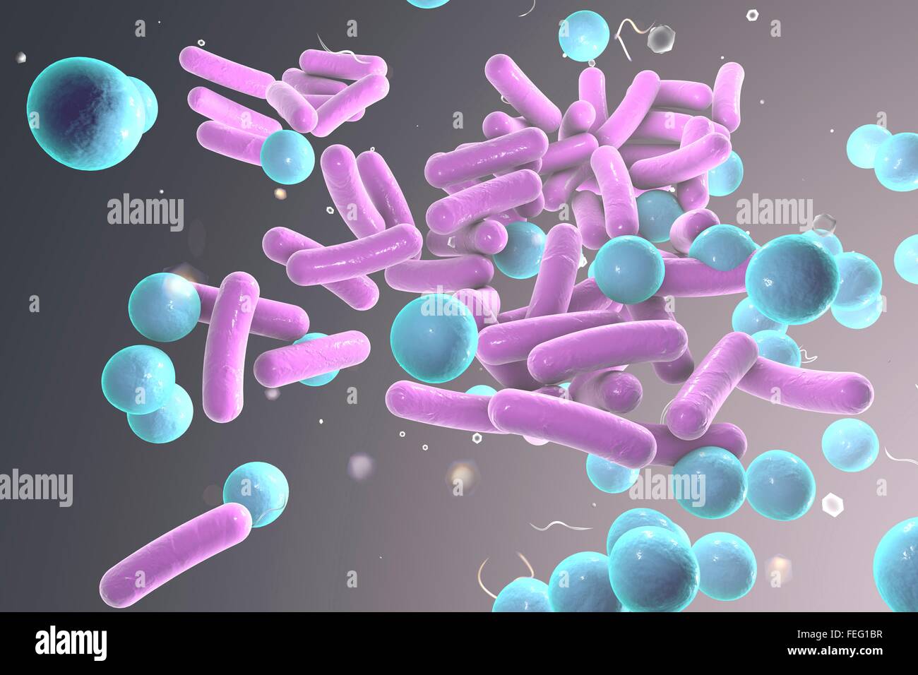 Illustration of rod-shaped and spherical (cocci) bacteria. Rod-shaped  bacteria include Escherichia coli, Salmonella, Shigella Stock Photo - Alamy