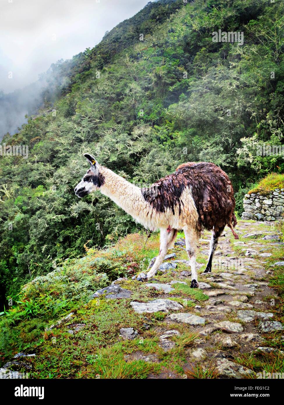 Peru inca trail andes llama hi-res stock photography and images - Alamy