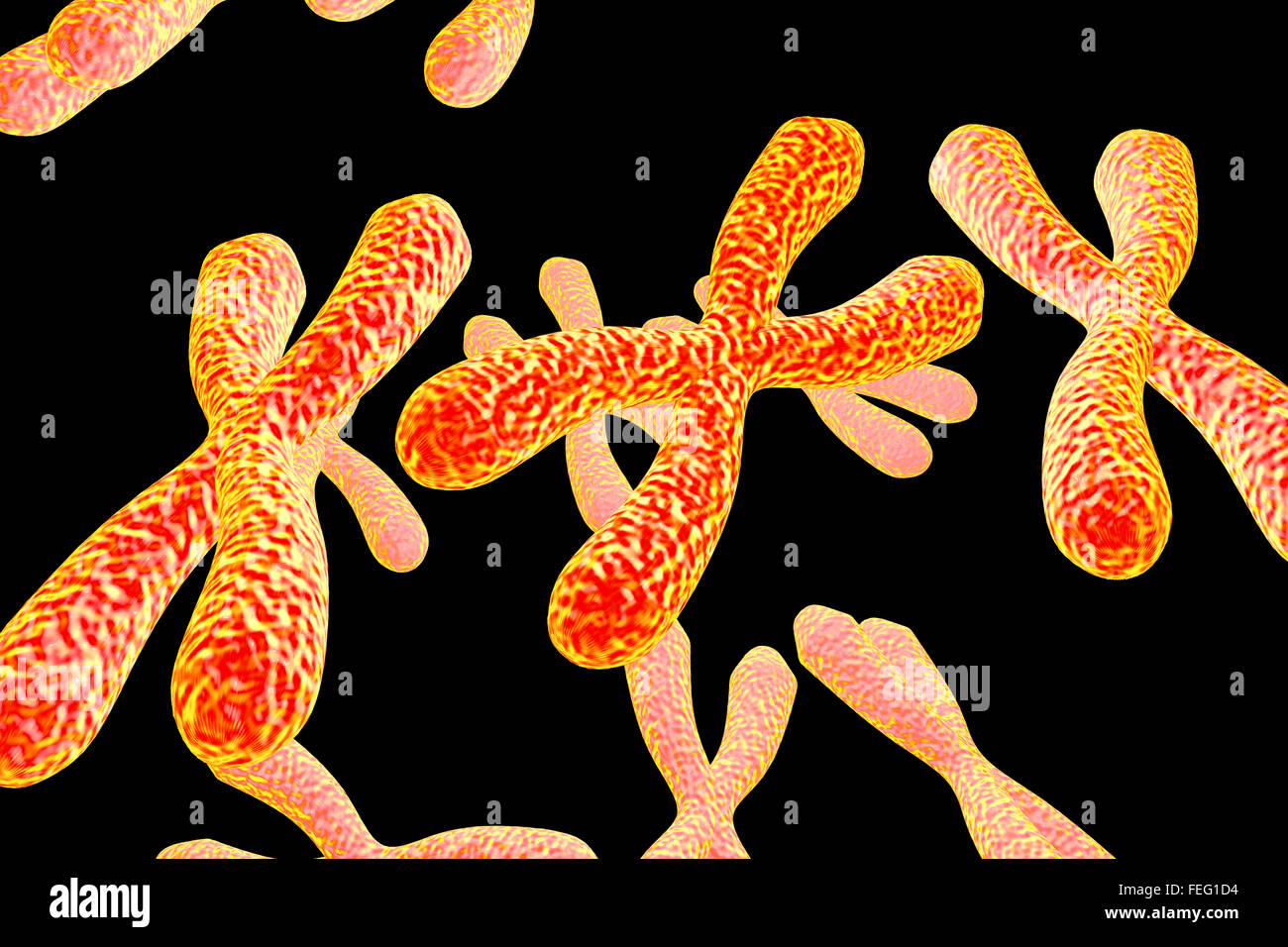 Computer illustration of human chromosomes. Stock Photo