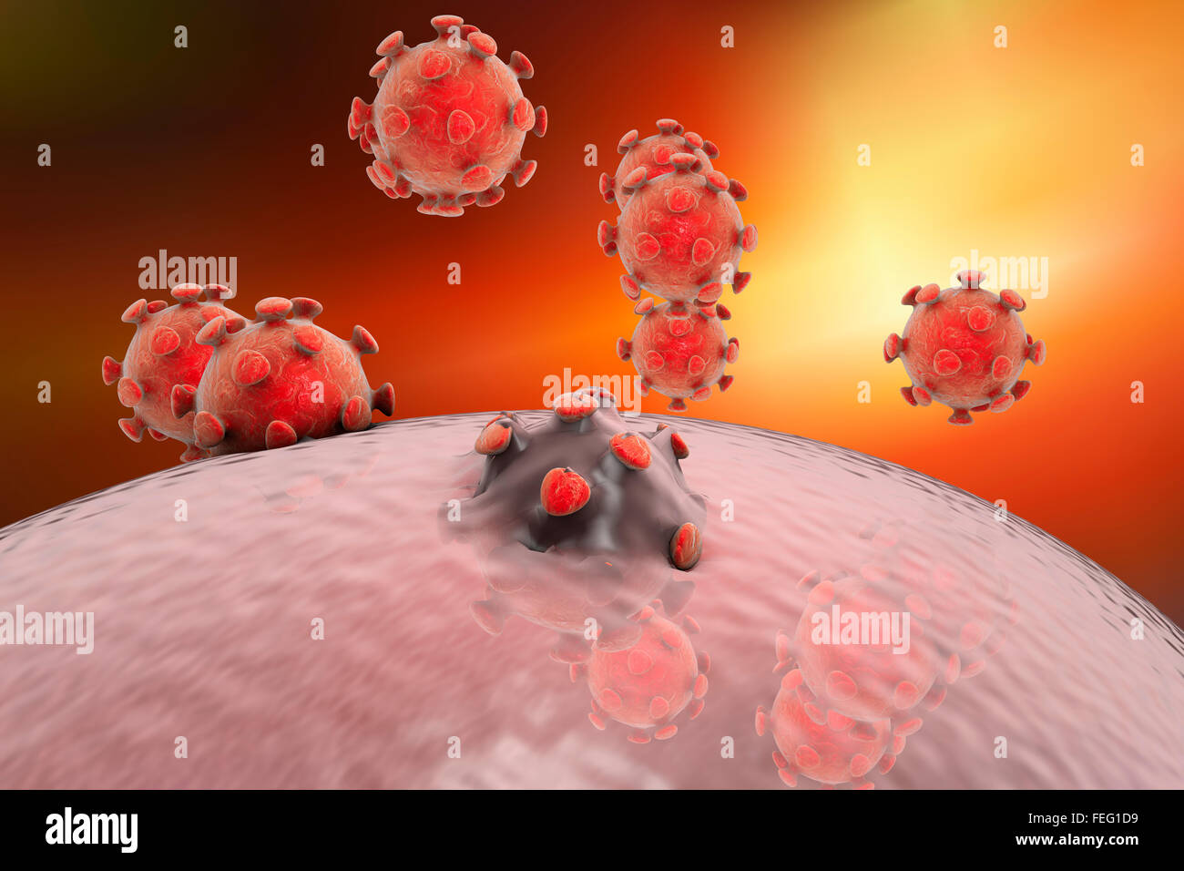 Release of viruses from human cell, computer illustration. The last stage of viral replication in a human cell is the formation Stock Photo