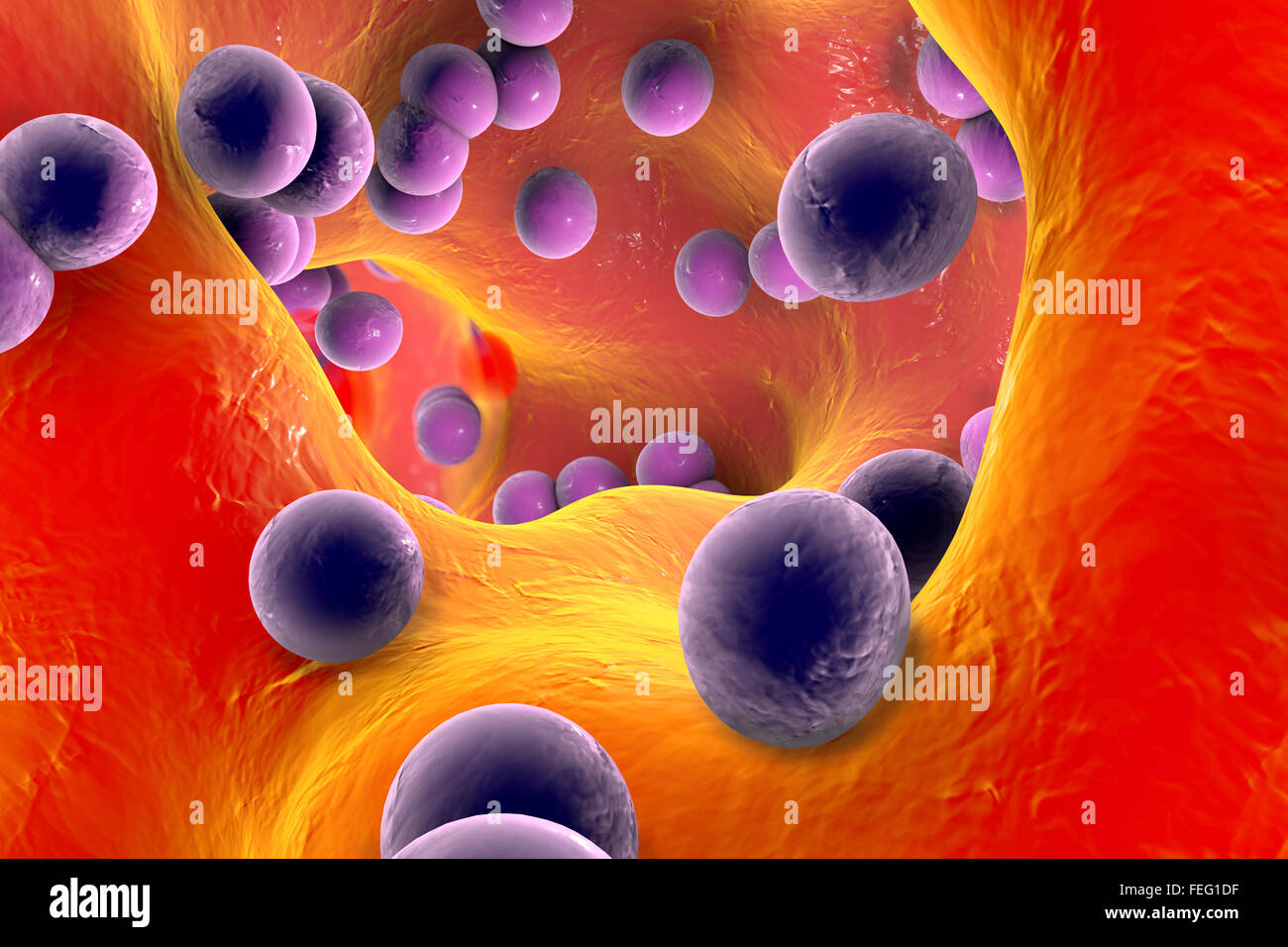 Staphylococcus Aureus Bacteria Stock Photos & Staphylococcus Aureus
