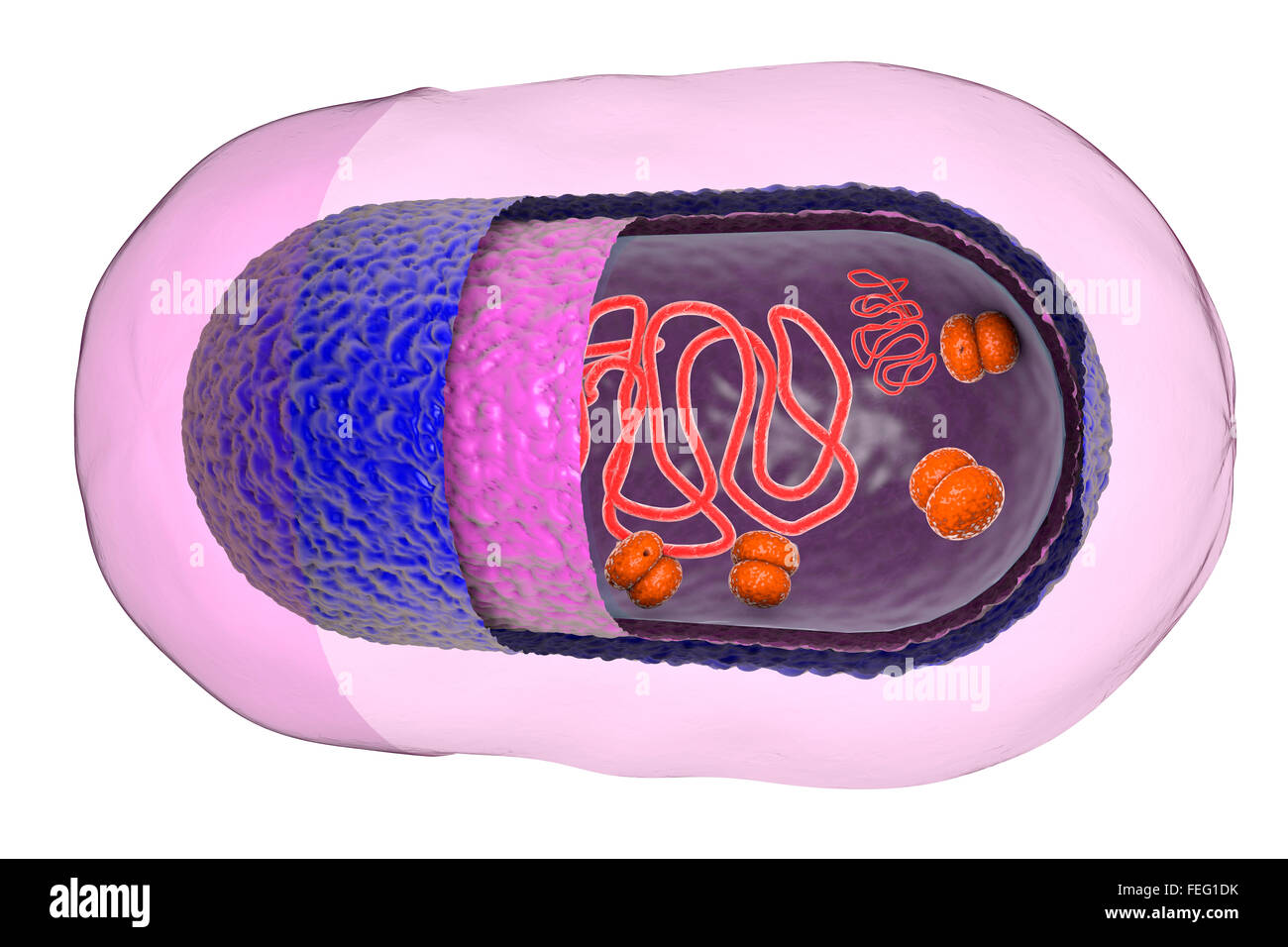 Structure of a bacteria cell, illustration. Bacterial cells contain nucleoid DNA (red, centre), plasmid, or extra-chromosomal Stock Photo