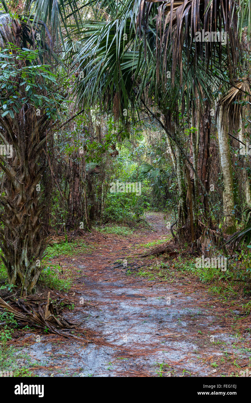 Trail through Vegetation in a Tropical Hardwood Hammock Community, southern Florida Stock Photo