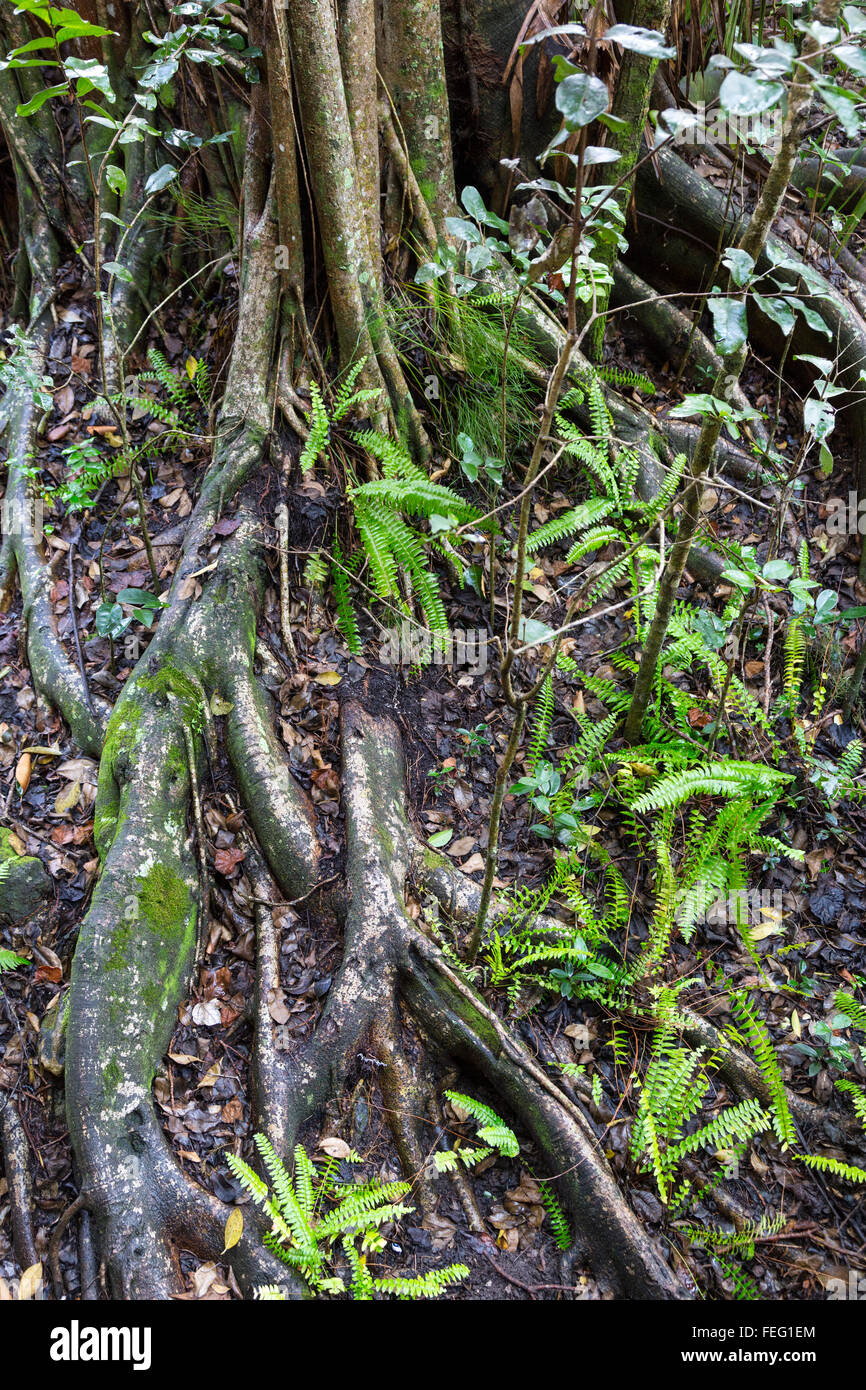 Ficus Roots, Hardwood Hammock Community, Southern Florida. Stock Photo