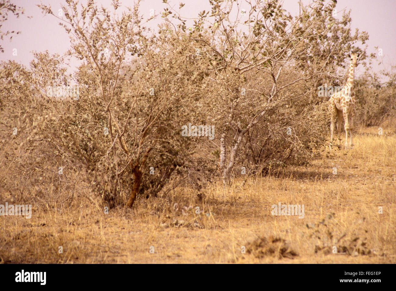 Niger. Young Giraffe.  Colors blend into semi-arid vegetation and haze of  Sahel landscape, providing natural camouflage. Stock Photo