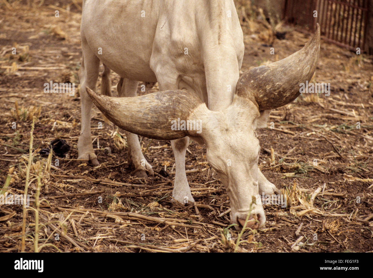 Niger, Niamey.  Lake Chad Cow, Kuri Breed, descended from Bos Taurus Longifrons. Stock Photo
