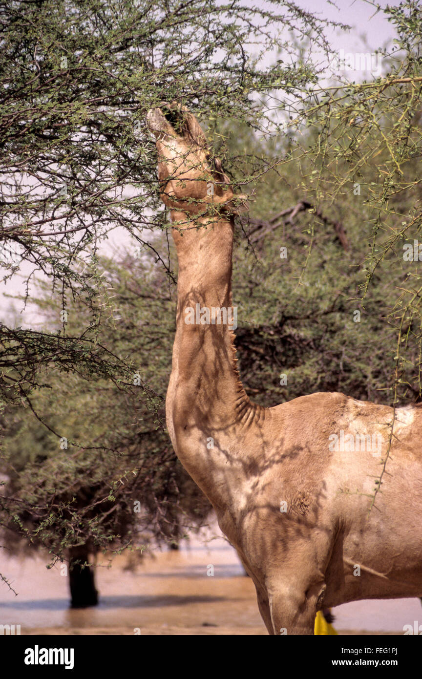 Akadaney, Niger.  Camel Eating from an Acacia Tree, despite the thorns. Stock Photo