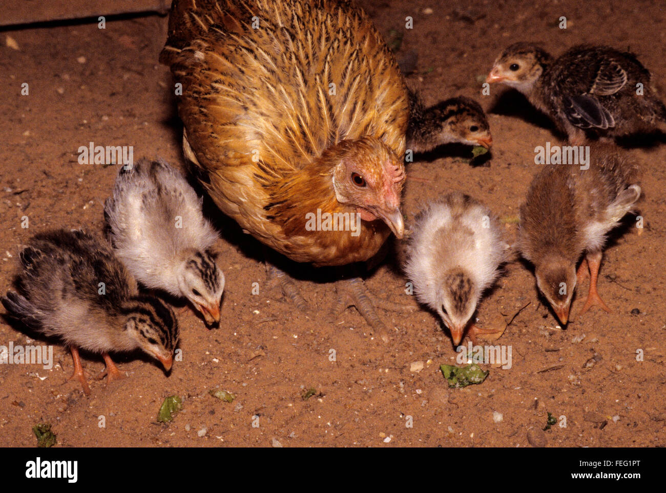 Surrogate Motherhood.  A Mother-hen Chicken and her Guinea Fowl Youngsters, 2-3 Weeks Old. Stock Photo