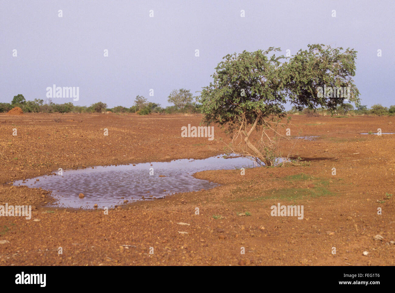 Niger, West Africa. Grass Sprouts around a Receding Seasonal Rain ...