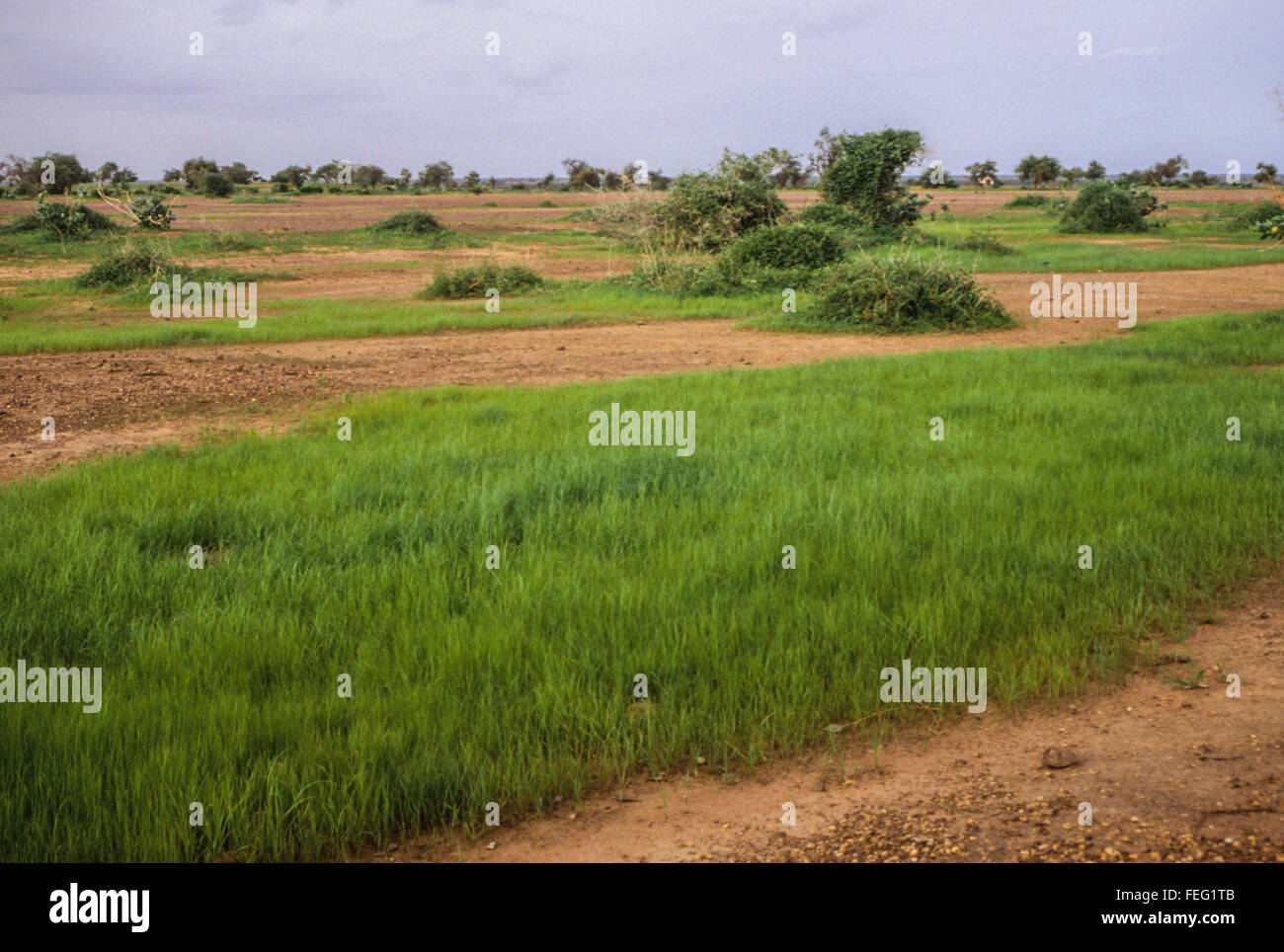 Niger, West Africa. Longdormant Grass Begins to Grow When Rains Arrive