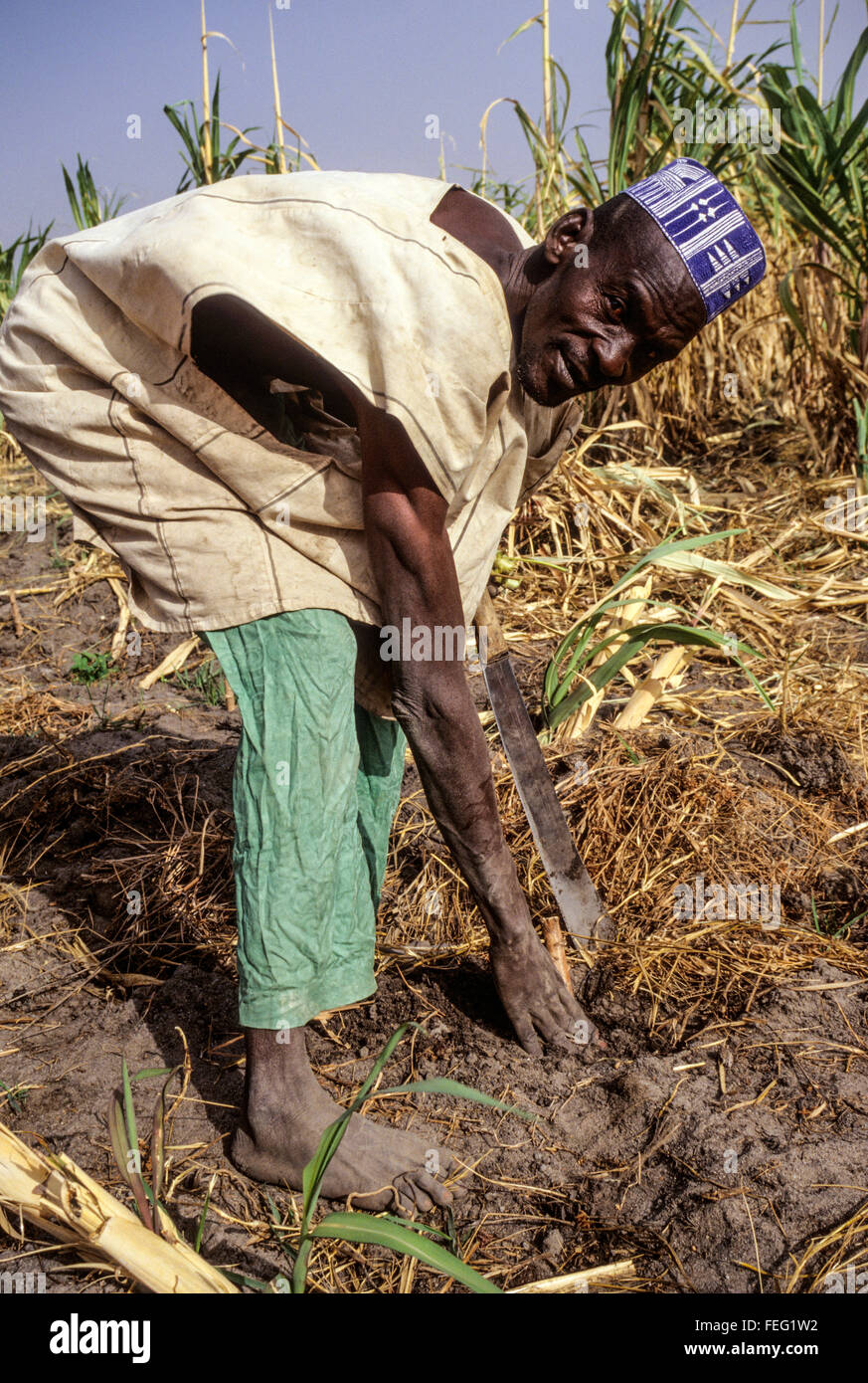 Niger, Falmeye, West Africa.  Farmer planting Cassava Cuttings. Stock Photo