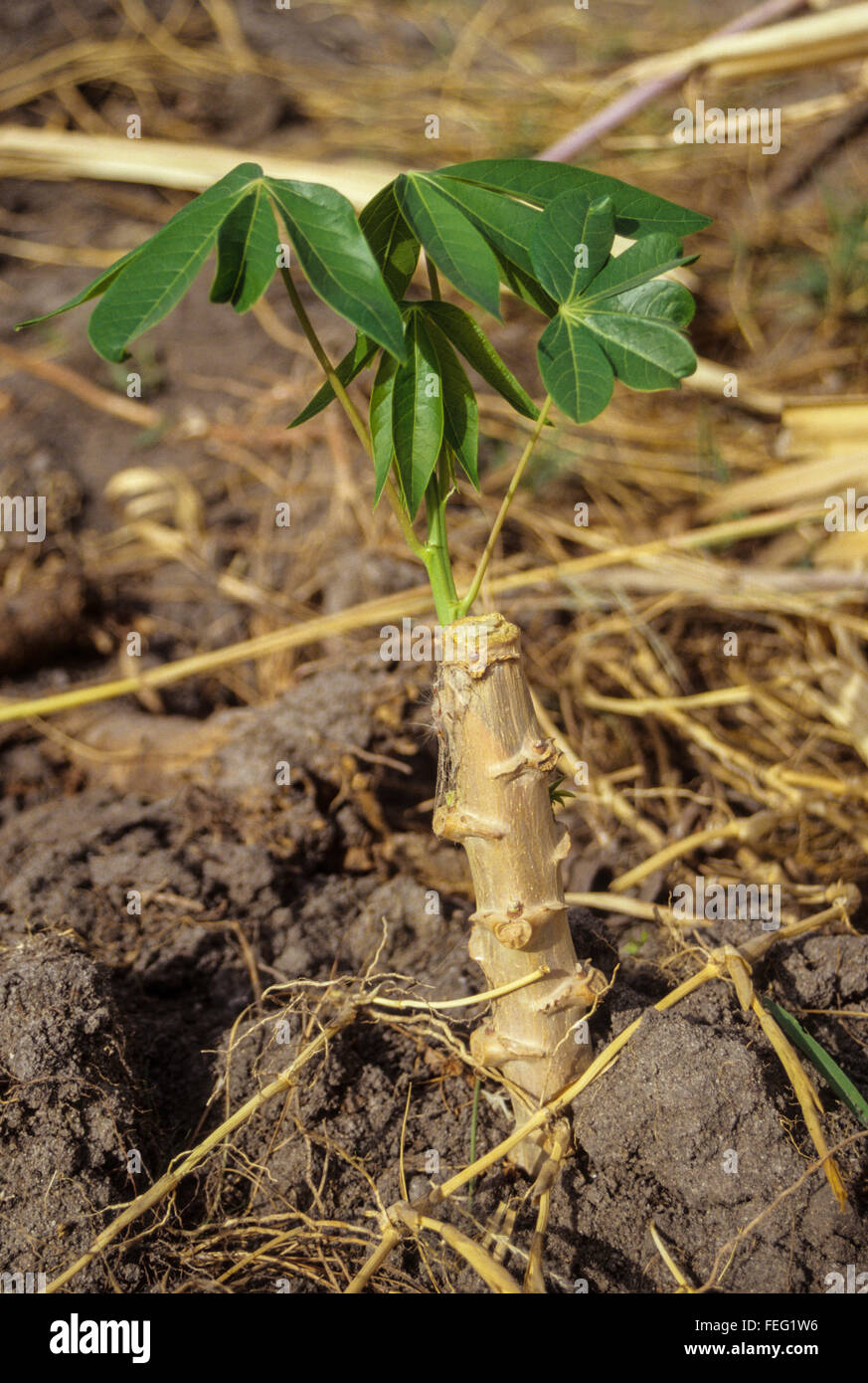 Niger, West Africa. Cassava Cutting Stock Photo Alamy