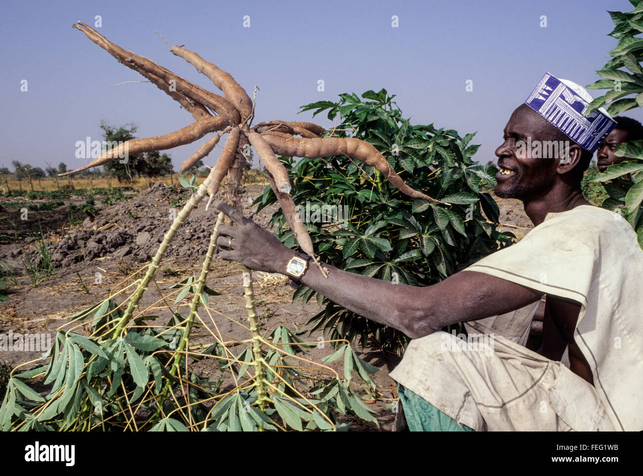 Niger, Falmeye, West Africa. Farmer Happy with his Cassava Harvest