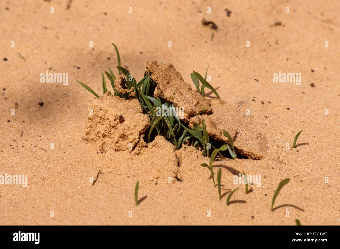 Niger, West Africa. Young Millet Sprouting through the Sandy Soil, near
