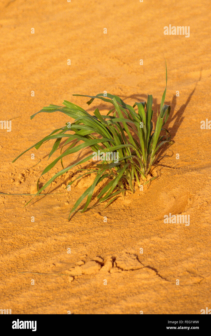 Niger, West Africa.  Young Millet Sprouting through the Sandy Soil, near Niamey. Stock Photo