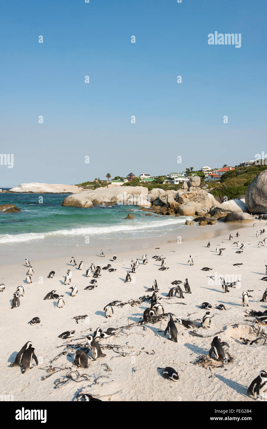 African Penguins on Boulders Beach, Simon's Town, Cape Peninsula, City of Cape Town Municipality, Western Cape, South Africa Stock Photo