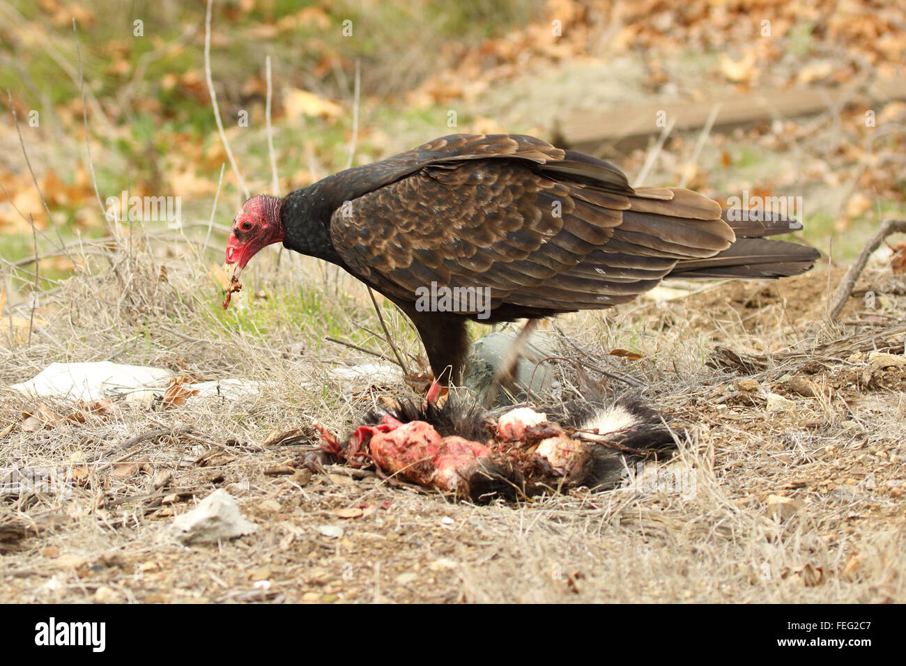 Turkey vulture eating hi-res stock photography and images - Alamy