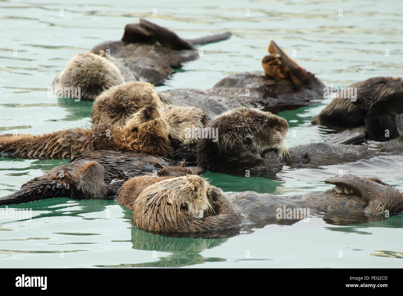 A Sea Otter pod huddle together. Stock Photo