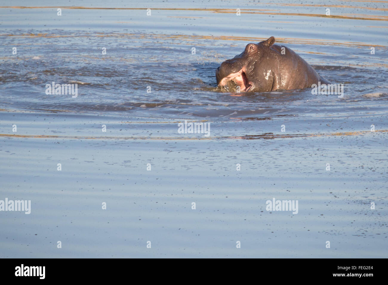Hippo in a pond Stock Photo