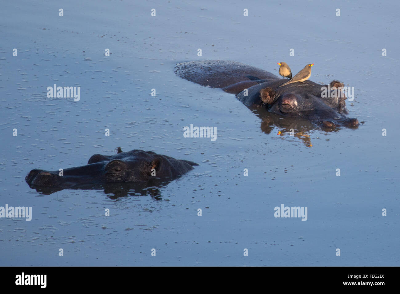 Hippo in a pond Stock Photo