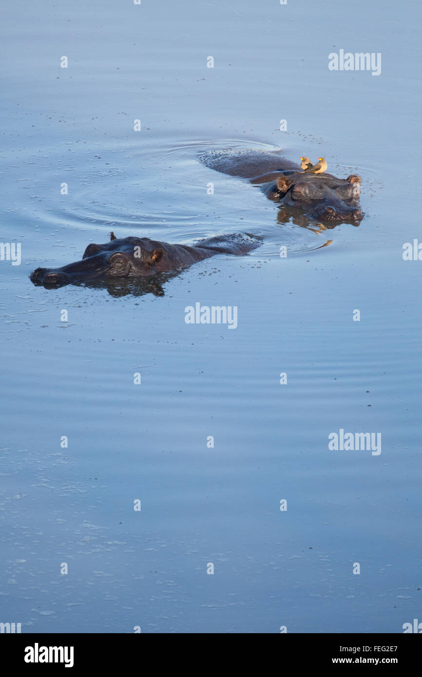 Hippo in a pond Stock Photo