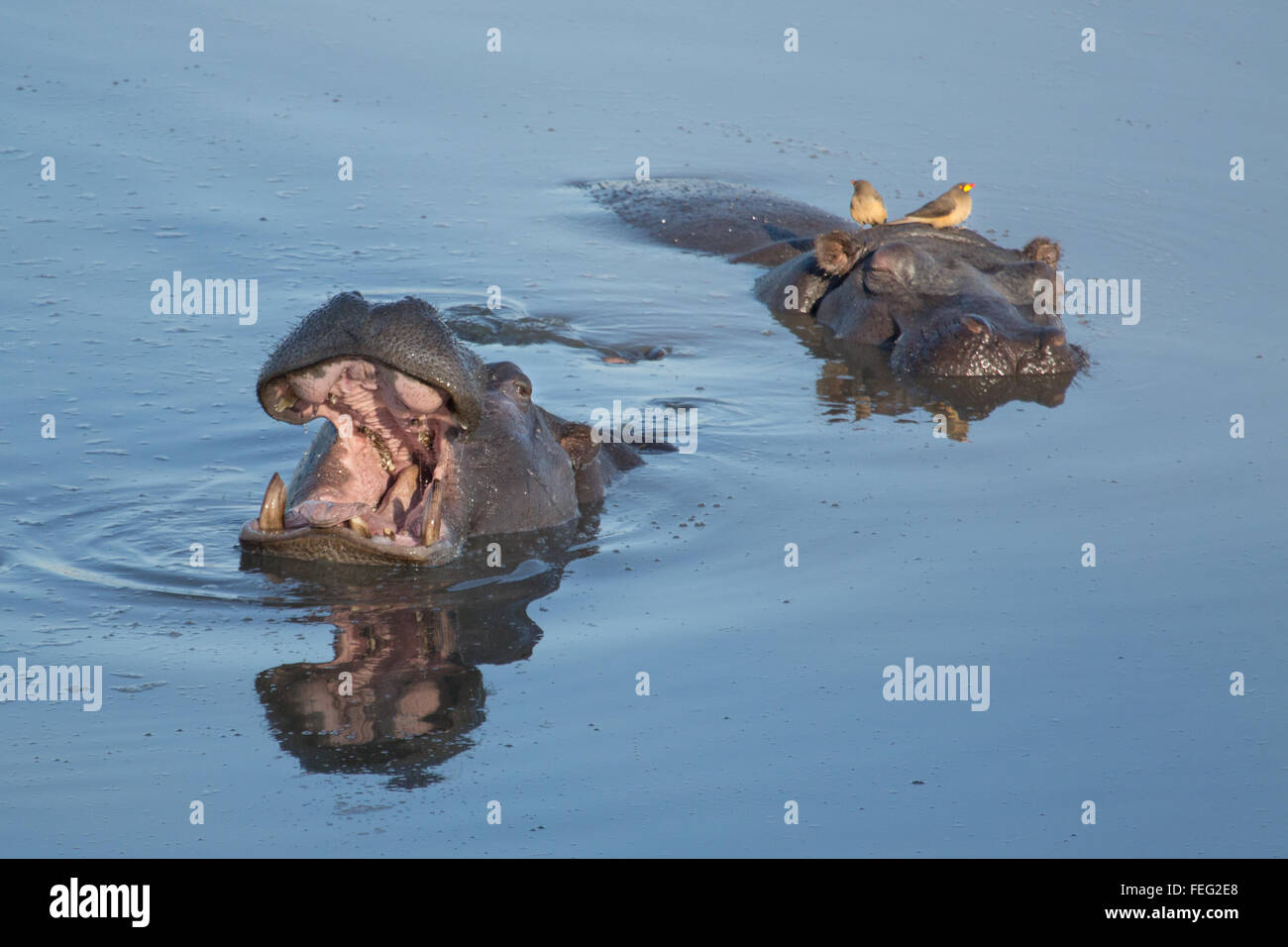 Hippo in a pond Stock Photo