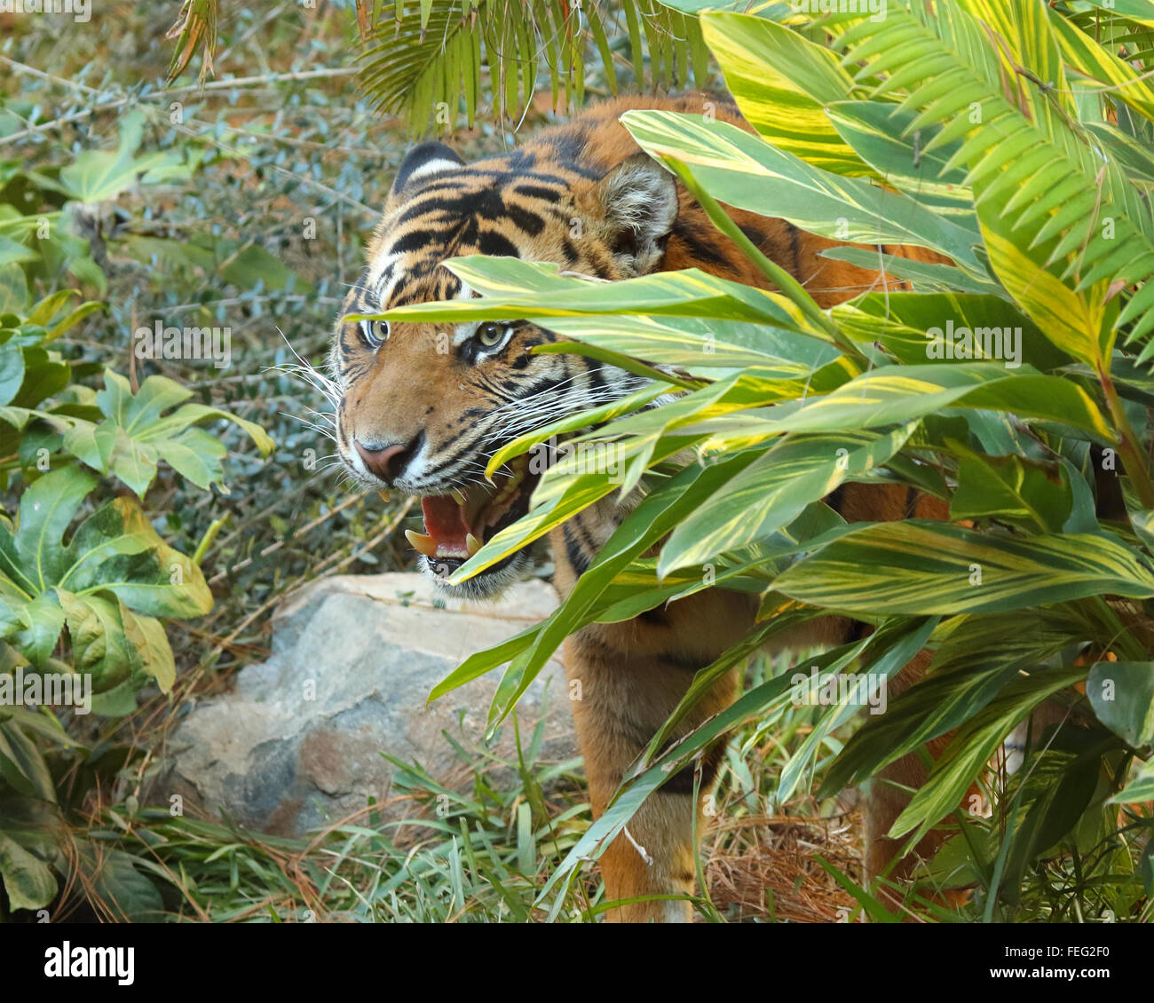 vocal post processing tiger growl vocal post processing tiger growl