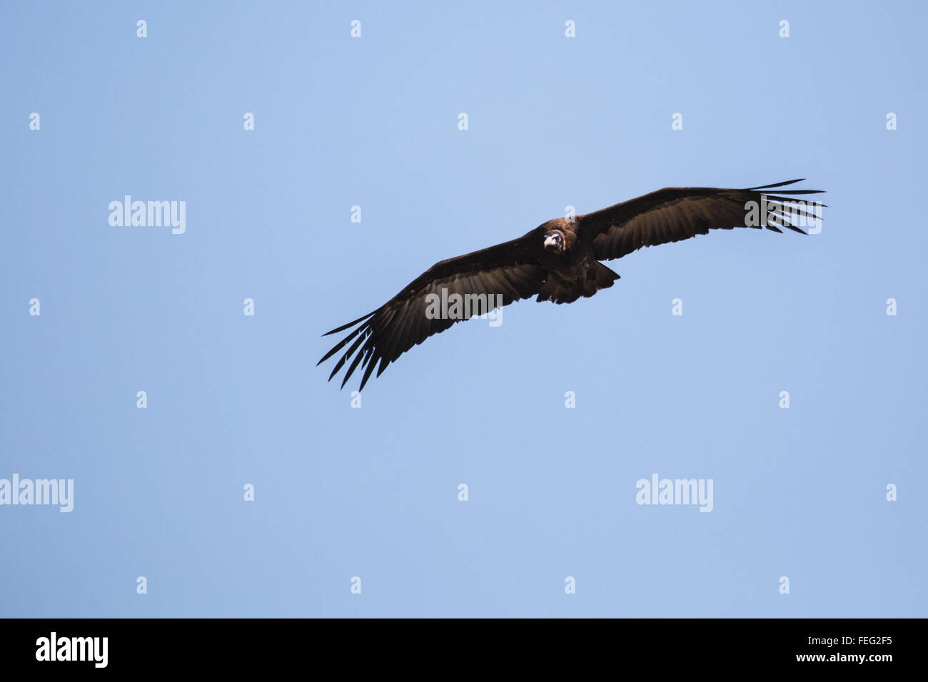 Vulture Flying in the sky Stock Photo