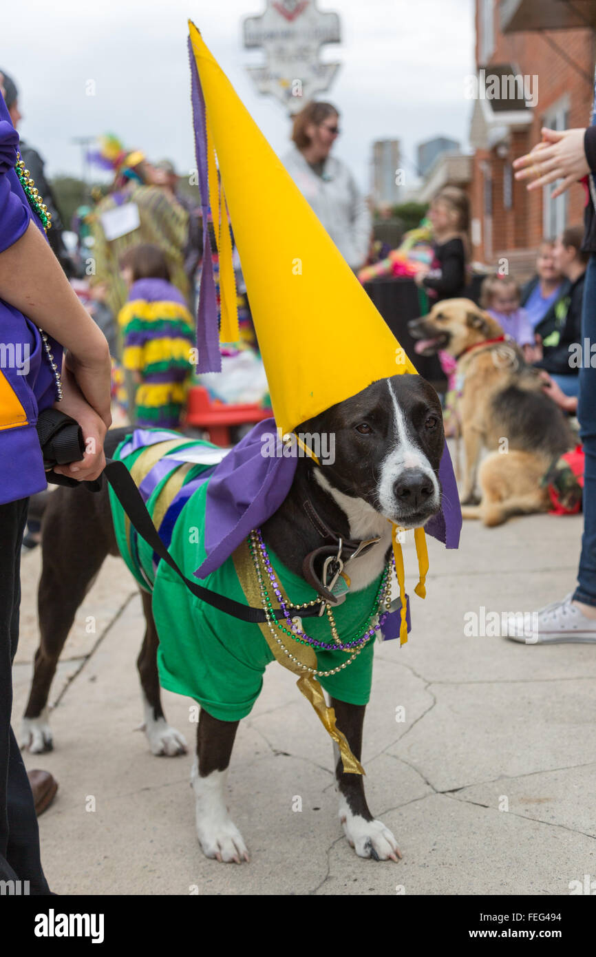 Dog mardi gras costumes hotsell