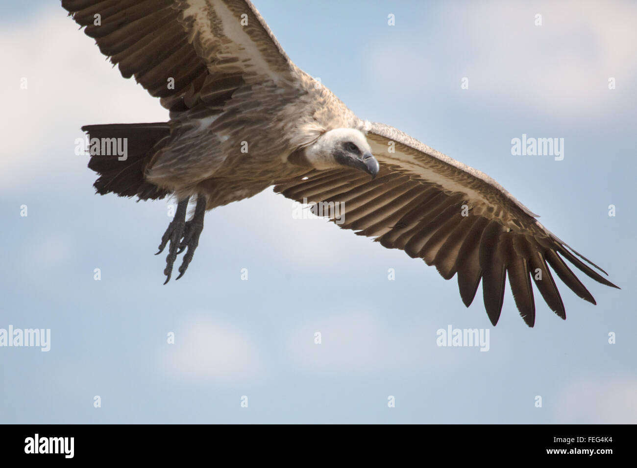 Vulture circling in the sky Stock Photo Alamy