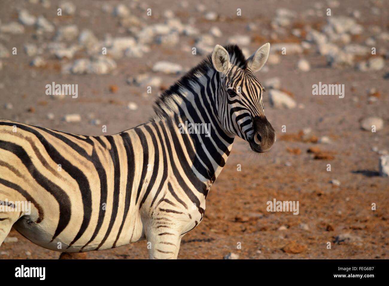 Zebra in desert hi-res stock photography and images - Alamy