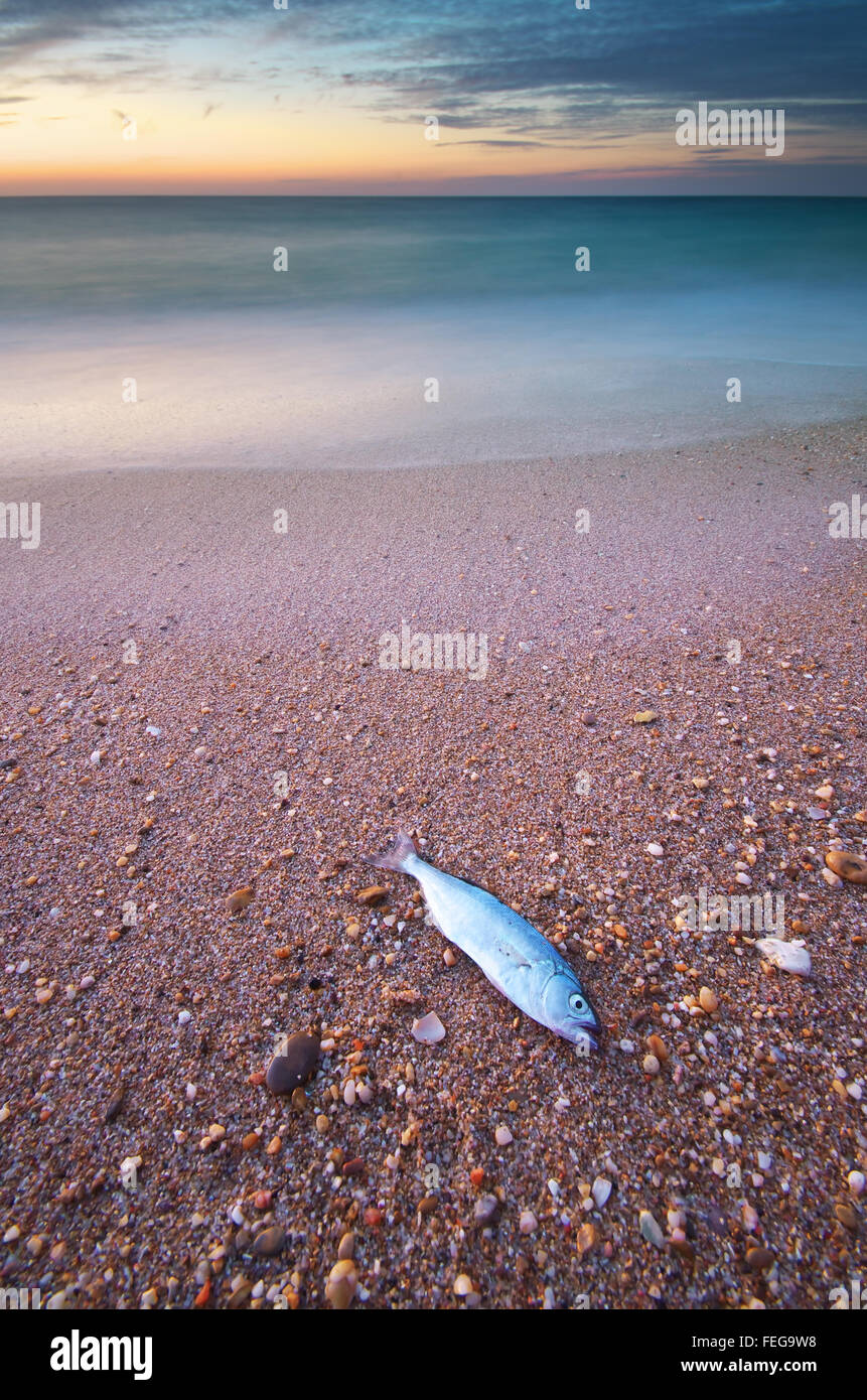 Fish on the seashore. Nature compositioin Stock Photo - Alamy
