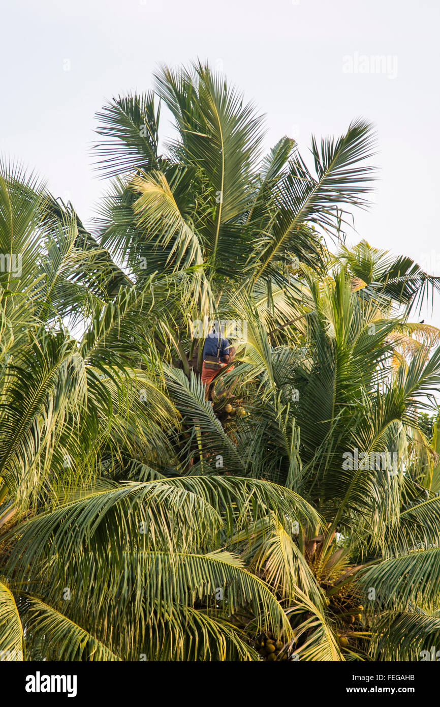 Coconut palm trees in Kerala, India Stock Photo