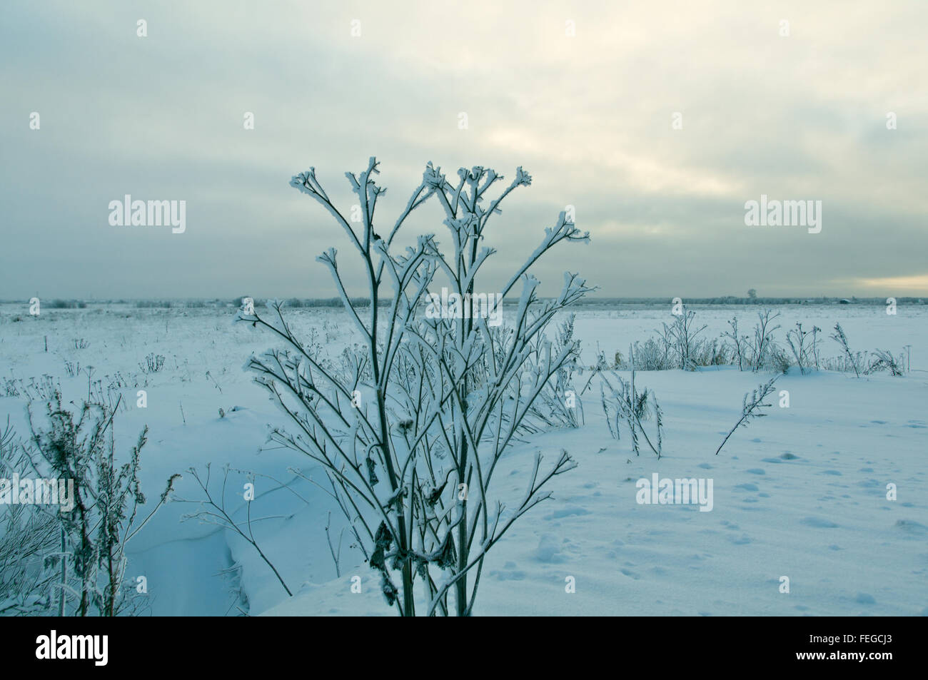 Frozen trees in snowy field.Winter landscape Stock Photo - Alamy