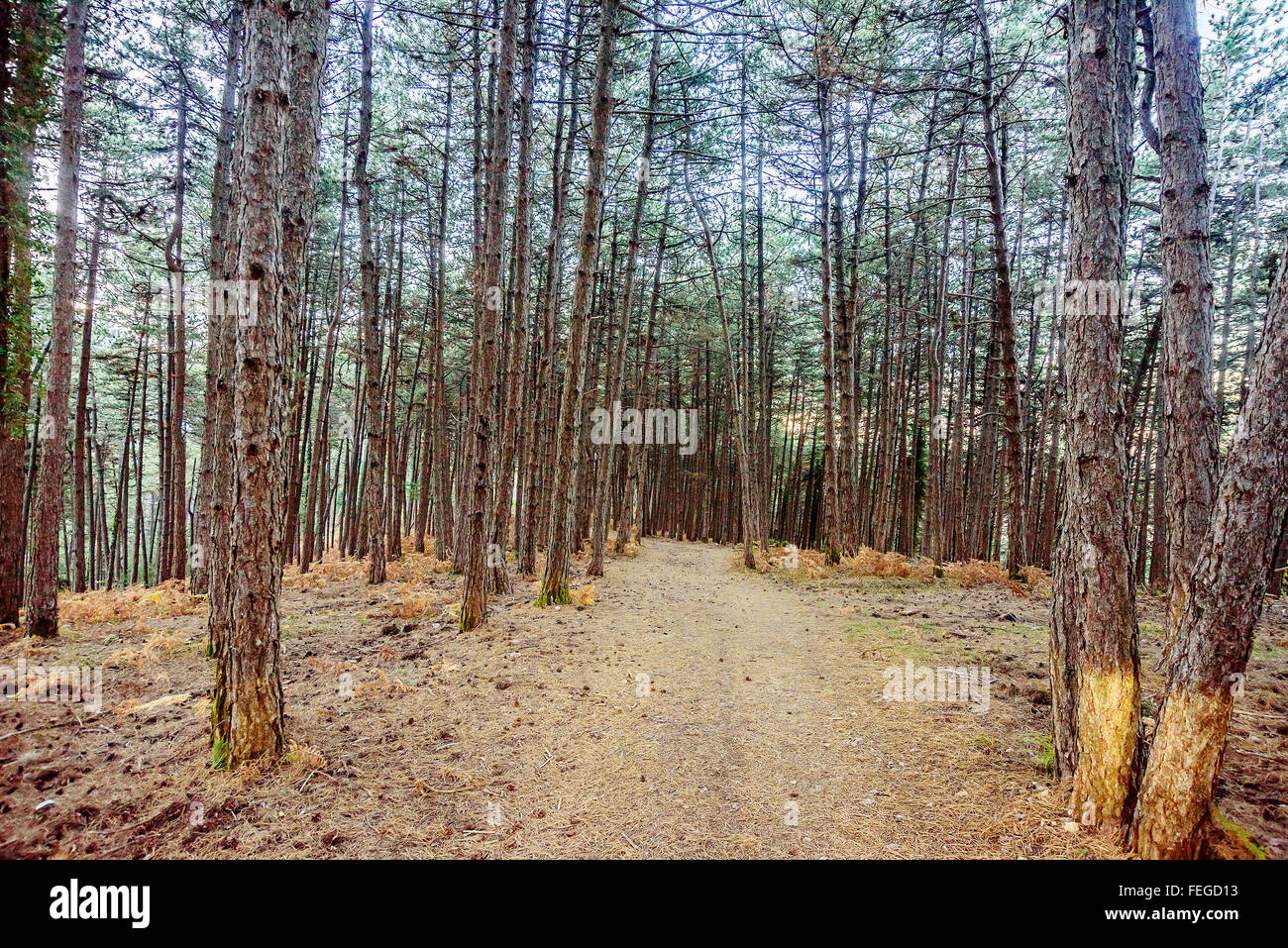 Black pine forest hi-res stock photography and images - Alamy