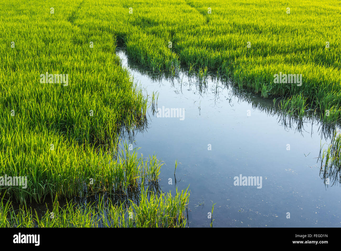 Low angle reflection water in rice farming in Thailand. Stock Photo