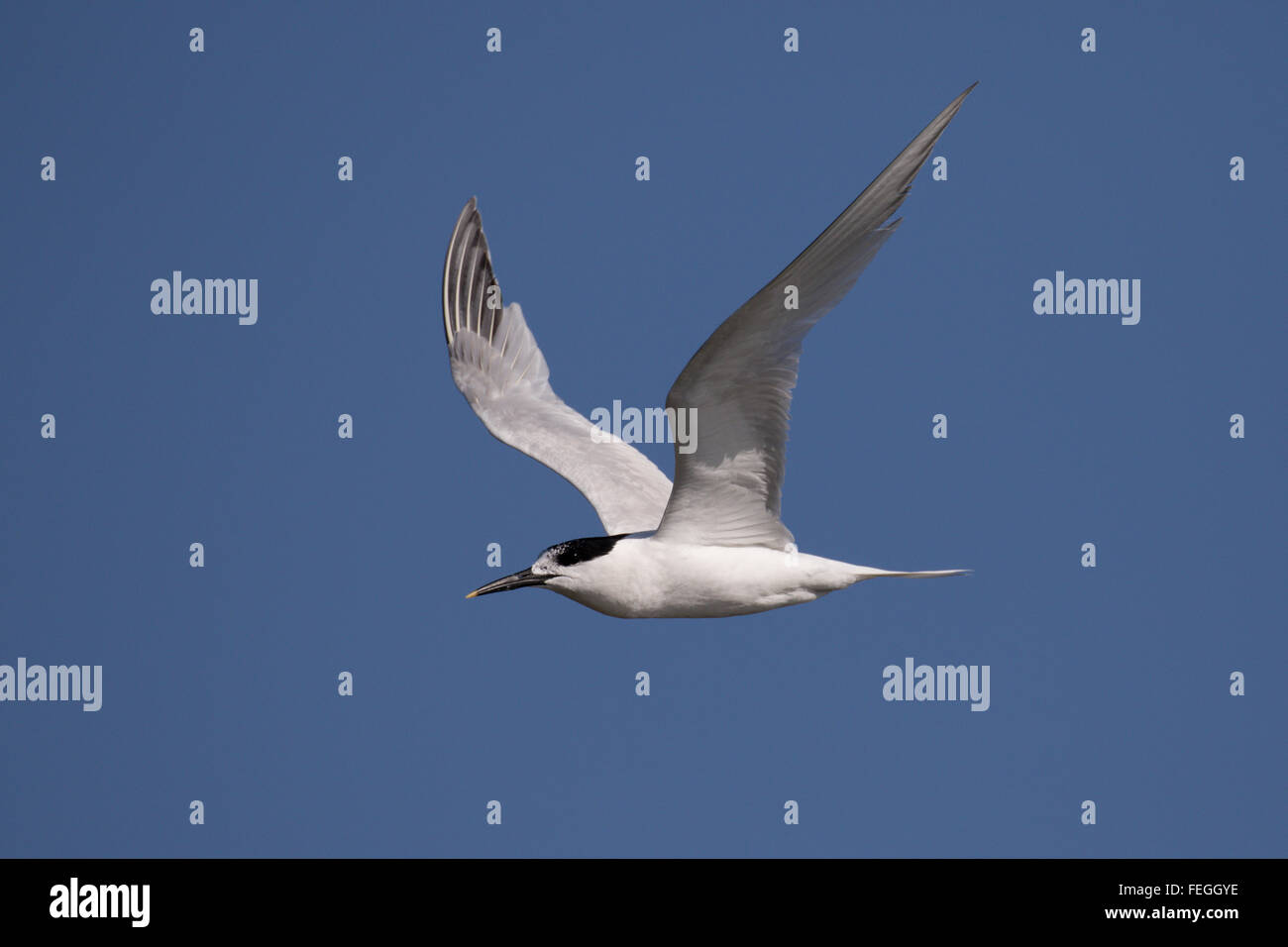 Sandwich Tern in flight Stock Photo