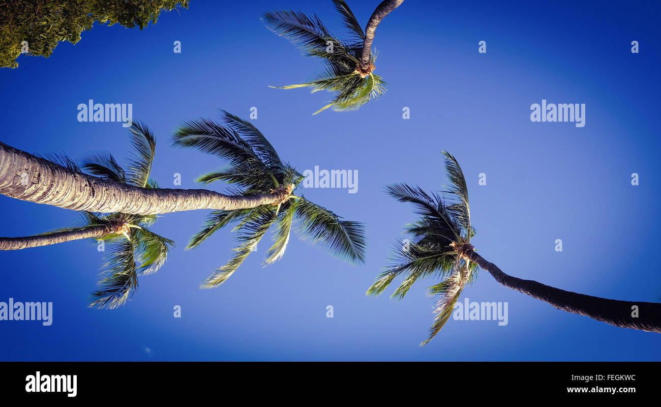 Palm trees on the island of Maui, Hawaii (USA Stock Photo - Alamy