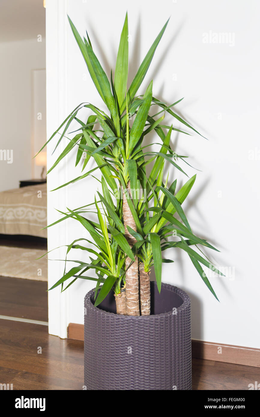 Green Grass Plant in Vintage Pot Decorating Against White Bright Wall Next to Door. Potted Green Plant Placed in Home Living Roo Stock Photo