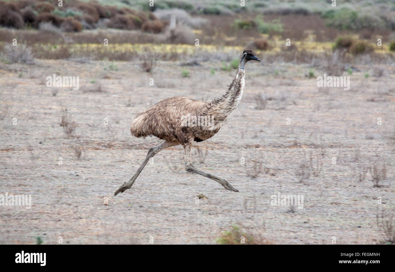 Adult Emu running across the desert - Lake Mungo National Park New South Wales Australia Stock Photo
