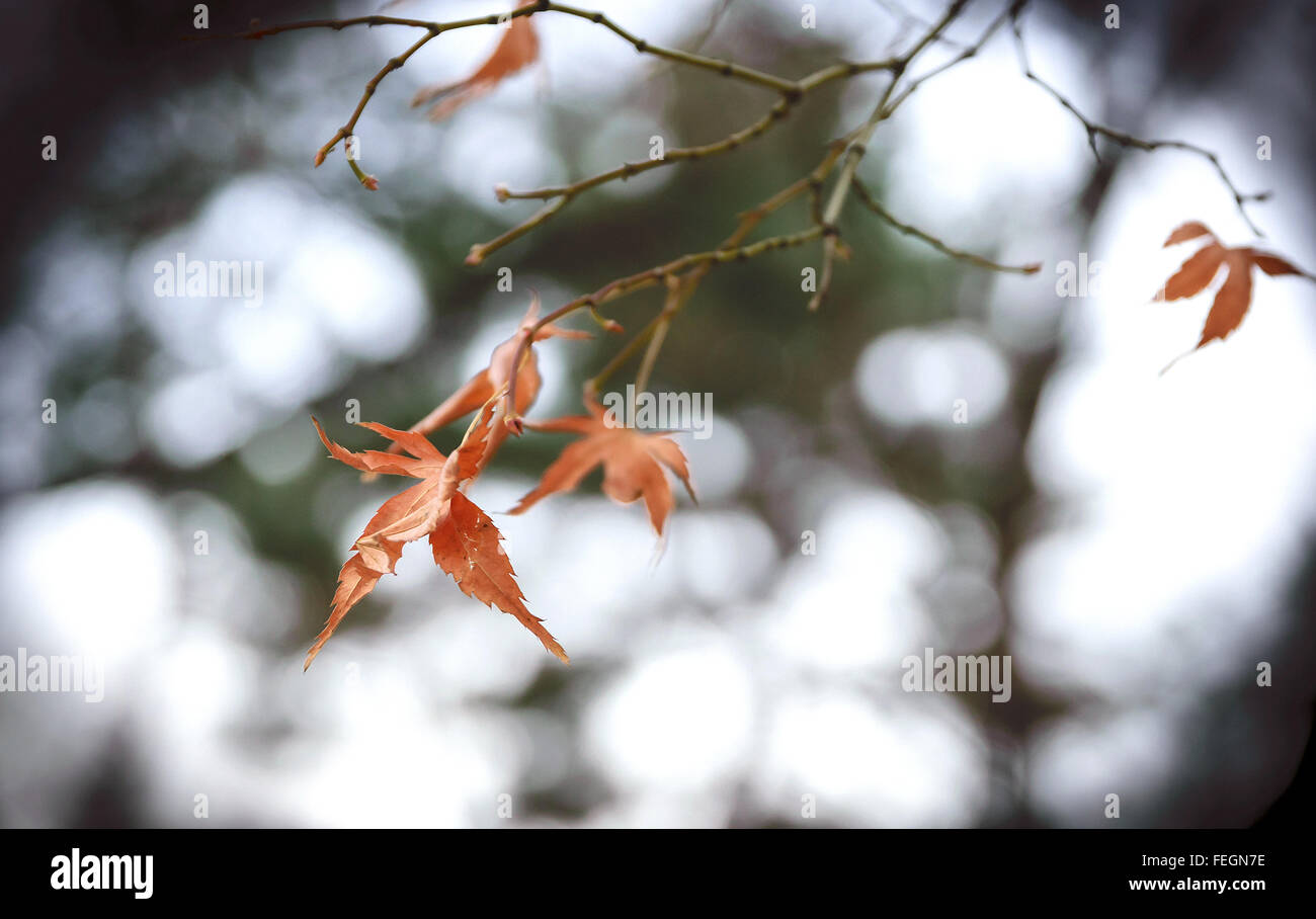 Red leaves become beautiful because of the extreme cold. Stock Photo