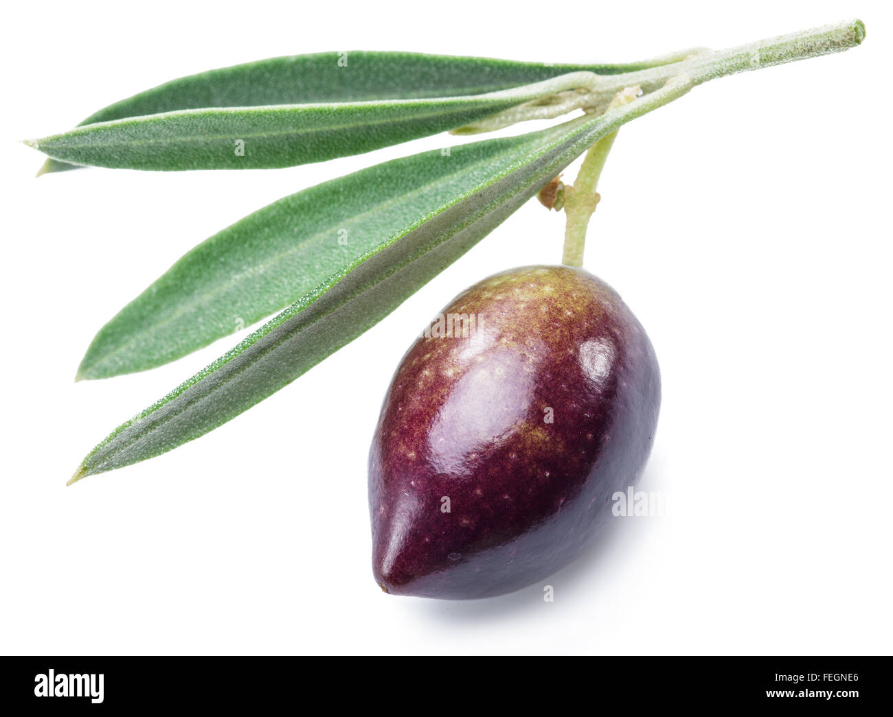 One half-ripe (semi-ripe) fresh olive berry with leaves on the white background. Stock Photo